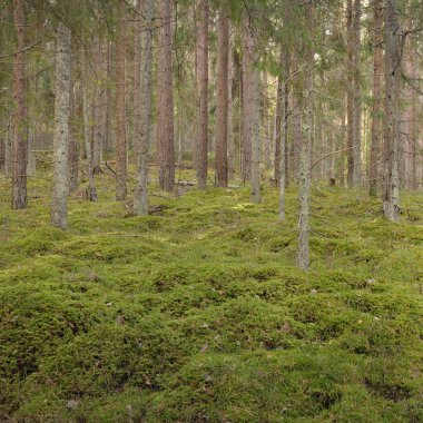 Görkemli çam ormanının tepelerinden geçen yol. Güçlü ağaçlar, yosunlar, bitkiler. Yumuşak günbatımı ışığı. Saf doğa, çevresel koruma, eko-turizm.
