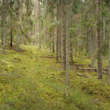 Görkemli çam ormanının tepelerinden geçen yol. Güçlü ağaçlar, yosunlar, bitkiler. Yumuşak günbatımı ışığı. Saf doğa, çevresel koruma, eko-turizm.
