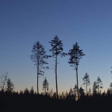 Evergreen forest at sunset. Dark silhouettes of mighty pine trees. Clear sky. Atmospheric landscape. Nature, environmental conservation, deforestation, reforestation