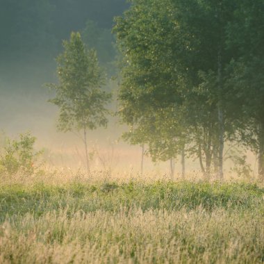 Orman çayırı (çimen) gün doğumunda. Huş ağaçları, bitkiler, çiy damlaları. Sabah sisi, yumuşak güneş ışığı, güneş ışığı, altın saat. Idyllic manzara. Resimli bir manzara var. Doğa, çevre, ekoloji