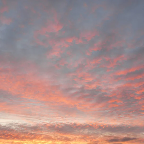 Clear Blue Sky Glowing Pink Golden Cirrus Cumulus Clouds Sunrise — Zdjęcie stockowe