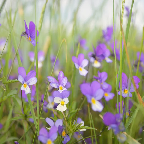 Wild Pansy Viola Tricolor Flowers Green Grass Close Beautiful Purple — Stock Photo, Image