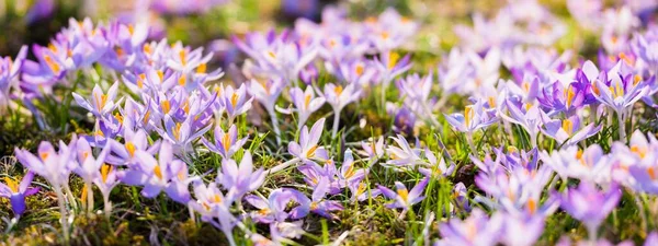 Close Blooming Purple Crocus Flowers Park Europe Early Spring Symbol — Zdjęcie stockowe