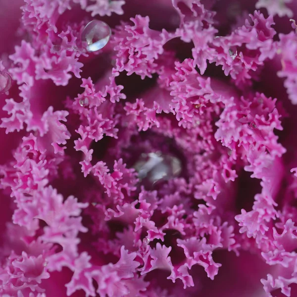 Decorative Ornamental Cabbage Lavender Kale Green Summer Garden Dew Drops — Stock Photo, Image