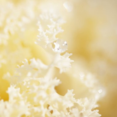 Yeşil bir yaz bahçesinde dekoratif süs lahana (beyaz lahana). Çiy damlaları, yumuşak güneş ışığı. Doğal dokular. Peyzaj, bahçıvanlık, kırsal, çiftlik, çiçekçilik.