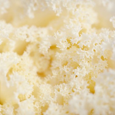 Yeşil bir yaz bahçesinde dekoratif süs lahana (beyaz lahana). Çiy damlaları, yumuşak güneş ışığı. Doğal dokular. Peyzaj, bahçıvanlık, kırsal, çiftlik, çiçekçilik.