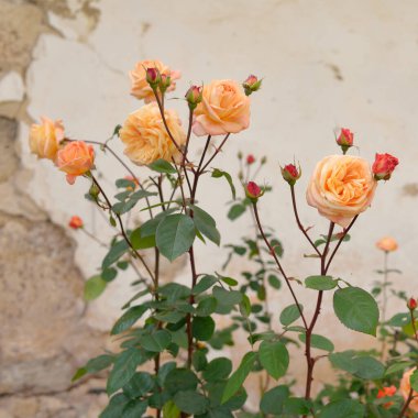 Modern bir İngiliz melez çay gülünün çiçekleri. Arka planda ahşap pencereleri olan geleneksel taş ev. Güzel bir yaz bahçesi. Idyllic kırsal kesim. Bahçecilik, çiçekçilik, dekor
