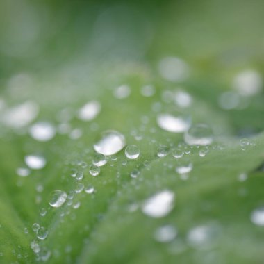 Taze yeşil yapraklar, kristal berrak çiy damlaları, aşırı yakın çekim. Doğal doku, arka plan, makro fotoğrafçılık. Saf doğa, ekoloji, çevre
