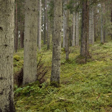Görkemli Evergreen Ormanı 'nın tepelerinden geçen yol. Güçlü çam ve çam ağaçları. Yumuşak altın gün batımı ışığı. Idyllic sonbahar sahnesi. Doğa, mevsimler, çevre, eko-turizm