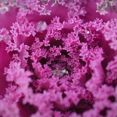 Yeşil bir yaz bahçesinde dekoratif lavanta lahanası (lavanta lahanası). Çiy damlaları, yumuşak güneş ışığı. Doğal dokular. Peyzaj, bahçıvanlık, kırsal, çiftlik, çiçekçilik.