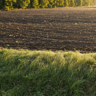Tarlaya sürülmüş tarla, toprak dokusu. Arka planda orman var. Yumuşak sabah güneşi. Kırsal alan. Kırsal, tarım ve gıda endüstrisi, tohumlar, tarla, sulama temaları