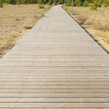 Baltık deniz kıyıları ve ormanı boyunca modern ahşap patika (tahta yol). Idyllic manzara. Doğa, ekoloji. eko-turizm, yürüyüş yolu, kuzey yürüyüşü, bisiklet, sağlıklı yaşam tarzı