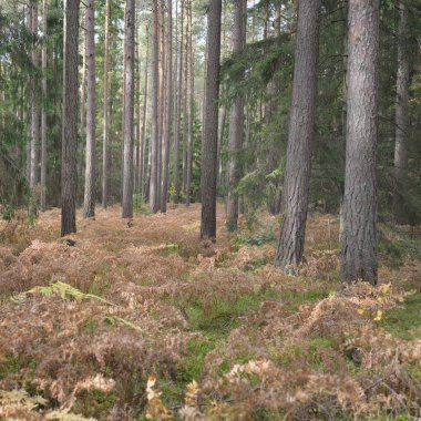 Sonsuz yeşil ormanın içinden geçen yol. Güçlü çam ve çam ağaçları, altın eğreltiotu yaprakları, yosunlar, bitkiler. Yumuşak güneş ışığı. Atmosferik manzara. Sonbahar renkleri. Doğa, mevsimler, ekoloji, ekotuizm
