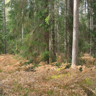 Sonsuz yeşil ormanın içinden geçen yol. Güçlü çam ve çam ağaçları, altın eğreltiotu yaprakları, yosunlar, bitkiler. Yumuşak güneş ışığı. Atmosferik manzara. Sonbahar renkleri. Doğa, mevsimler, ekoloji, ekotuizm