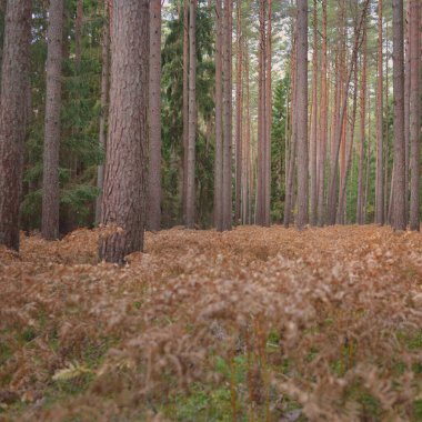 Sonsuz yeşil ormanın içinden geçen yol. Güçlü çam ve çam ağaçları, altın eğreltiotu yaprakları, yosunlar, bitkiler. Yumuşak güneş ışığı. Atmosferik manzara. Sonbahar renkleri. Doğa, mevsimler, ekoloji, ekotuizm
