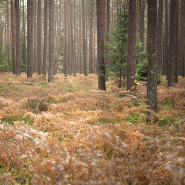 Sonsuz yeşil ormanın içinden geçen yol. Güçlü çam ve çam ağaçları, altın eğreltiotu yaprakları, yosunlar, bitkiler. Yumuşak güneş ışığı. Atmosferik manzara. Sonbahar renkleri. Doğa, mevsimler, ekoloji, ekotuizm