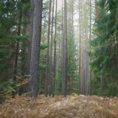 Sonsuz yeşil ormanın içinden geçen yol. Güçlü çam ve çam ağaçları, altın eğreltiotu yaprakları, yosunlar, bitkiler. Yumuşak güneş ışığı. Atmosferik manzara. Sonbahar renkleri. Doğa, mevsimler, ekoloji, ekotuizm