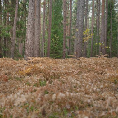Sonsuz yeşil ormanın içinden geçen yol. Güçlü çam ve çam ağaçları, altın eğreltiotu yaprakları, yosunlar, bitkiler. Yumuşak güneş ışığı. Atmosferik manzara. Sonbahar renkleri. Doğa, mevsimler, ekoloji, ekotuizm