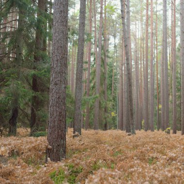 Sonsuz yeşil ormanın içinden geçen yol. Güçlü çam ve çam ağaçları, altın eğreltiotu yaprakları, yosunlar, bitkiler. Yumuşak güneş ışığı. Atmosferik manzara. Sonbahar renkleri. Doğa, mevsimler, ekoloji, ekotuizm
