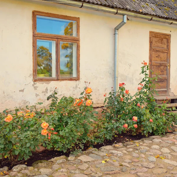 Traditional Stone House Rustic Wooden Door Windows Blooming Rose Flowers — стоковое фото