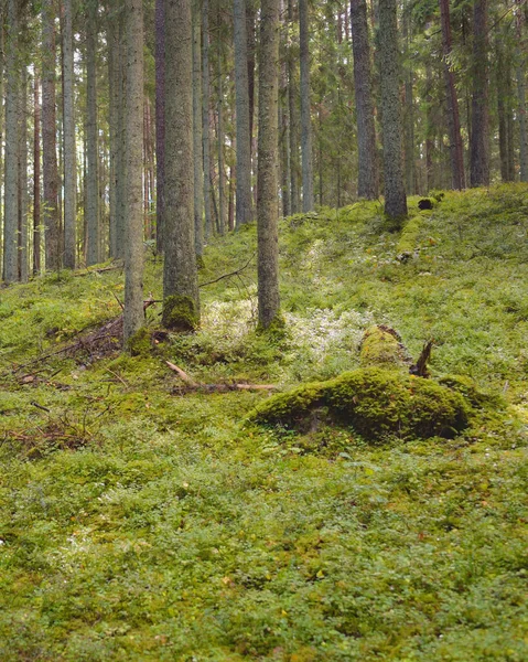 Zarośnięte Wzgórza Tajemniczego Północnego Wiecznie Zielonego Lasu Potężne Drzewa Rośliny — Zdjęcie stockowe