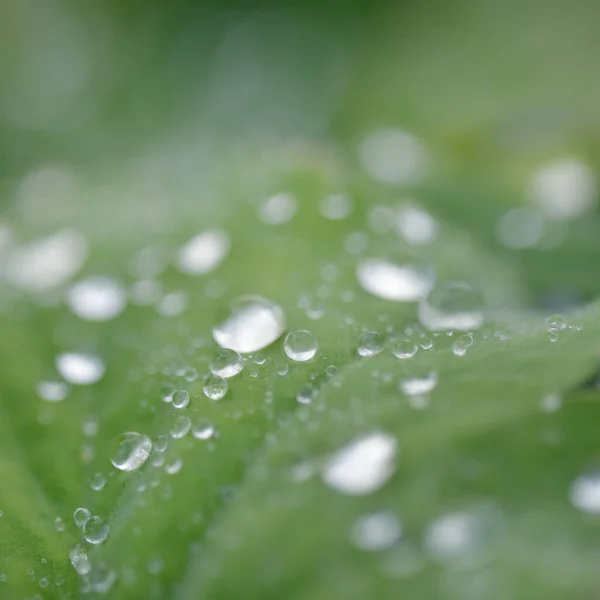 Fresh Green Leaves Crystal Clear Dew Drops Extreme Close Natural — Photo