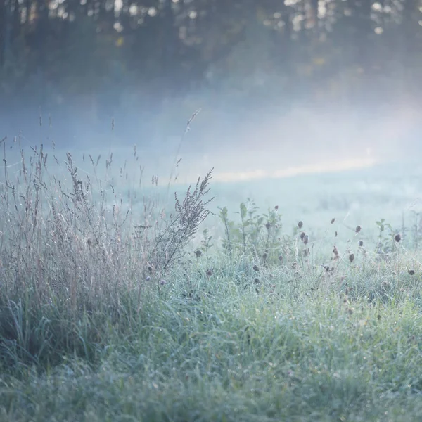 Pajiște Forestieră Gazon Răsărit Plante Picături Rouă Ceață Dimineață Lumina — Fotografie, imagine de stoc