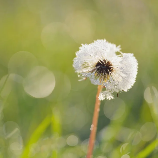 Bílá Pampeliška Taraxacum Květina Pokrytá Kapkami Rosy Dopoledních Hodinách Zblízka — Stock fotografie