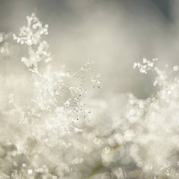 Forest Meadow Lawn Sunrise Plants Dew Drops Morning Fog Soft — Zdjęcie stockowe