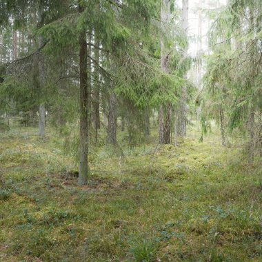 Görkemli Evergreen Ormanı 'nın panoramik manzarası. Güçlü çam ve çam ağaçları, yosun, eğrelti otu, bitkiler. Sis, sis, yumuşak güneş ışığı. Atmosferik manzara. Doğa, çevre, ekoloji. İsveç, İskandinavya