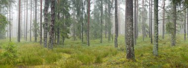 Görkemli Evergreen Ormanı 'nın panoramik manzarası. Güçlü çam ve çam ağaçları, yosun, eğrelti otu, bitkiler. Sis, sis, yumuşak güneş ışığı. Atmosferik manzara. Doğa, çevre, ekoloji. İsveç, İskandinavya