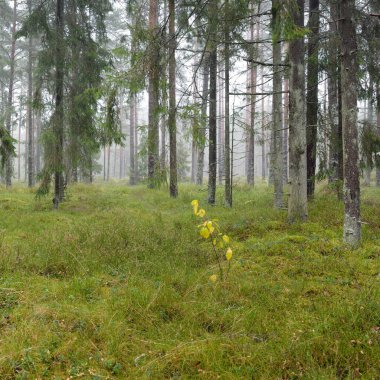 Görkemli Evergreen Ormanı 'nın panoramik manzarası. Güçlü çam ve çam ağaçları, yosun, eğrelti otu, bitkiler. Sis, sis, yumuşak güneş ışığı. Atmosferik manzara. Doğa, çevre, ekoloji. İsveç, İskandinavya