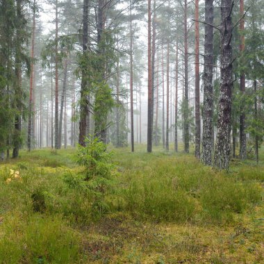 Görkemli Evergreen Ormanı 'nın panoramik manzarası. Güçlü çam ve çam ağaçları, yosun, eğrelti otu, bitkiler. Sis, sis, yumuşak güneş ışığı. Atmosferik manzara. Doğa, çevre, ekoloji. İsveç, İskandinavya