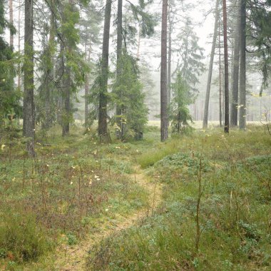 Görkemli Evergreen Ormanı 'na giden yol. Güçlü çam ve çam ağaçları, yosun, eğrelti otu, bitkiler. Sis. Bulutlu bir gün. Atmosferik manzara. Doğa, çevre, ekoloji. İsveç, İskandinavya