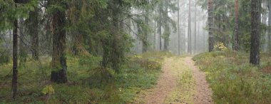 Görkemli Evergreen Ormanı 'na giden yol. Güçlü çam ve çam ağaçları, yosun, eğrelti otu, bitkiler. Sis. Bulutlu bir gün. Atmosferik manzara. Doğa, çevre, ekoloji. İsveç, İskandinavya