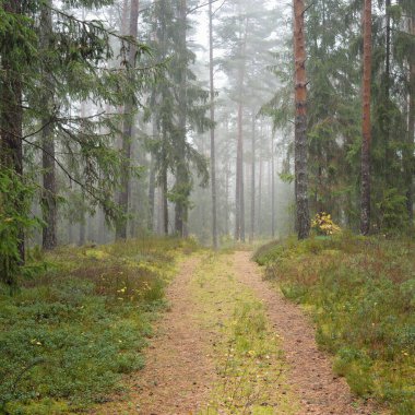 Görkemli Evergreen Ormanı 'na giden yol. Güçlü çam ve çam ağaçları, yosun, eğrelti otu, bitkiler. Sis. Bulutlu bir gün. Atmosferik manzara. Doğa, çevre, ekoloji. İsveç, İskandinavya