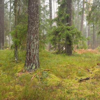Görkemli Evergreen Ormanı 'nın panoramik manzarası. Güçlü çam ve çam ağaçları, yosun, eğrelti otu, bitkiler. Sis, sis, yumuşak güneş ışığı. Atmosferik manzara. Doğa, çevre, ekoloji. İsveç, İskandinavya