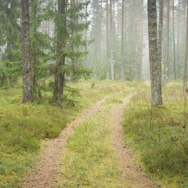 Görkemli Evergreen Ormanı 'na giden yol. Güçlü çam ve çam ağaçları, yosun, eğrelti otu, bitkiler. Sis. Bulutlu bir gün. Atmosferik manzara. Doğa, çevre, ekoloji. İsveç, İskandinavya