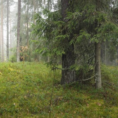 Görkemli Evergreen Ormanı 'nın panoramik manzarası. Güçlü çam ve çam ağaçları, yosun, eğrelti otu, bitkiler. Sis, sis, yumuşak güneş ışığı. Atmosferik manzara. Doğa, çevre, ekoloji. İsveç, İskandinavya