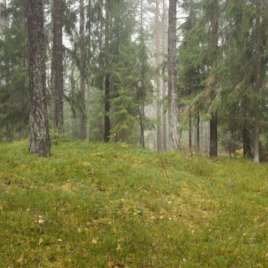 Görkemli Evergreen Ormanı 'nın panoramik manzarası. Güçlü çam ve çam ağaçları, yosun, eğrelti otu, bitkiler. Sis, sis, yumuşak güneş ışığı. Atmosferik manzara. Doğa, çevre, ekoloji. İsveç, İskandinavya