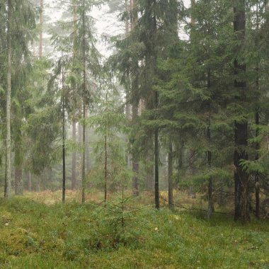 Görkemli Evergreen Ormanı 'nın panoramik manzarası. Güçlü çam ve çam ağaçları, yosun, eğrelti otu, bitkiler. Sis, sis, yumuşak güneş ışığı. Atmosferik manzara. Doğa, çevre, ekoloji. İsveç, İskandinavya