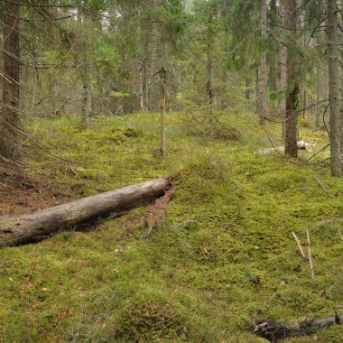 Görkemli çam ormanının tepelerinden geçen yol. Güçlü ağaçlar, yosunlar, bitkiler. Yumuşak günbatımı ışığı. Saf doğa, çevresel koruma, eko-turizm.