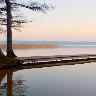 Orman Gölü (nehir) gün doğumunda. Tahta iskele (tahta iskele), muazzam ağaçlar. Yumuşak güneş ışığı, sisler, suya yansıyan yansımalar. Idyllic sonbahar manzarası. Saf doğa, eko-turizm, yürüyüş, keşif.