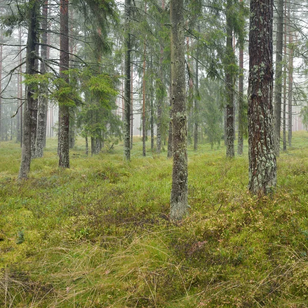 Panoramic View Majestic Evergreen Forest Mighty Pine Spruce Trees Moss — Fotografia de Stock