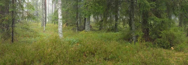 Panoramic View Majestic Evergreen Forest Mighty Pine Spruce Trees Moss — Fotografia de Stock