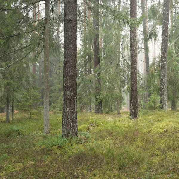 Панорамный Вид Величественный Вечнозеленый Лес Могучие Сосны Ели Мох Папоротник — стоковое фото
