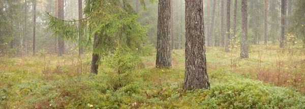 Панорама Величного Вічнозеленого Лісу Могутні Соснові Ялинові Дерева Мох Папороть — стокове фото