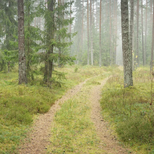 Görkemli Evergreen Ormanı 'na giden yol. Güçlü çam ve çam ağaçları, yosun, eğrelti otu, bitkiler. Sis. Bulutlu bir gün. Atmosferik manzara. Doğa, çevre, ekoloji. İsveç, İskandinavya