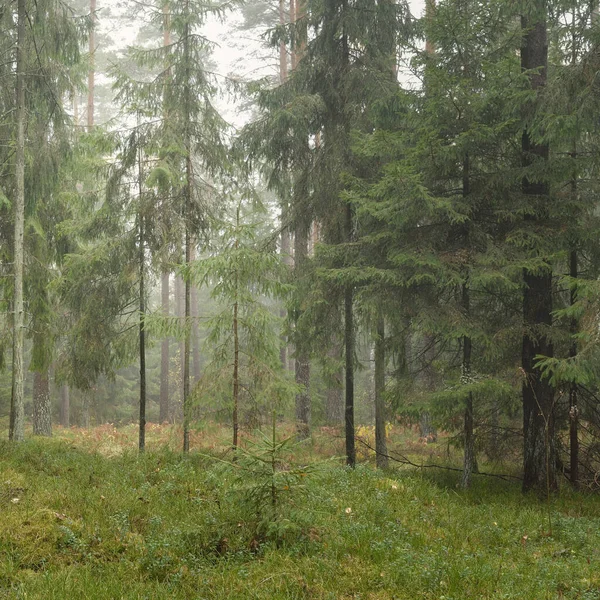 Görkemli Evergreen Ormanı 'nın panoramik manzarası. Güçlü çam ve çam ağaçları, yosun, eğrelti otu, bitkiler. Sis, sis, yumuşak güneş ışığı. Atmosferik manzara. Doğa, çevre, ekoloji. İsveç, İskandinavya