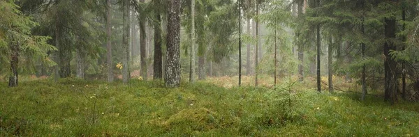 Панорамный Вид Величественный Вечнозеленый Лес Могучие Сосны Ели Мох Папоротник — стоковое фото